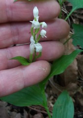 Cephalanthera erecta