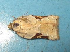 Acleris affinatana