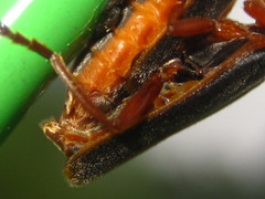 Cantharis soeulensis