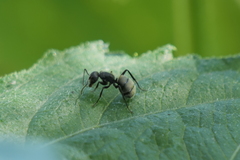 Camponotus mus
