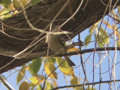 Vireo cassinii