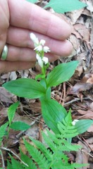 Cephalanthera erecta