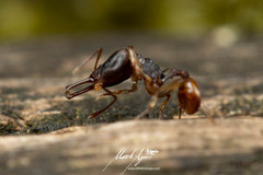 Orectognathus mjobergi