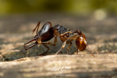 Orectognathus mjobergi