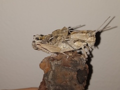 Eumigus cucullatus cucullatus