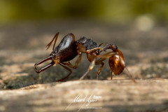 Orectognathus mjobergi