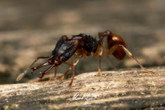 Orectognathus mjobergi