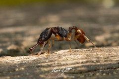 Orectognathus mjobergi