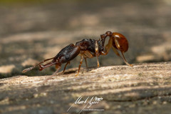 Orectognathus mjobergi