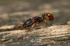 Orectognathus mjobergi