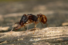 Orectognathus mjobergi