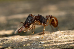 Orectognathus mjobergi