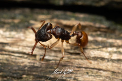 Orectognathus mjobergi