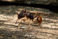 Orectognathus mjobergi