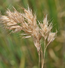 Rytidosperma duttonianum