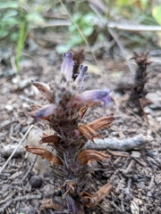 Aphyllon cooperi palmeri