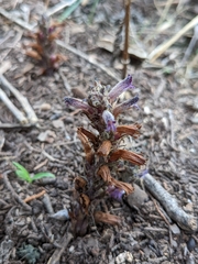 Aphyllon cooperi palmeri