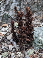 Aphyllon cooperi palmeri