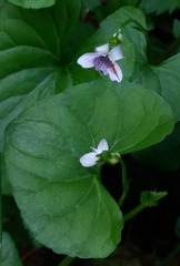 Viola arcuata