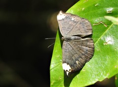 Emesis fastidiosa