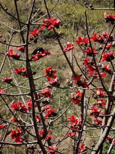 Red Silk Cotton Tree