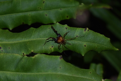 Neogonyleptes docilis