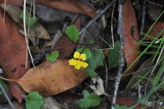 Goodenia rotundifolia