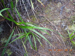 Dianella nigra