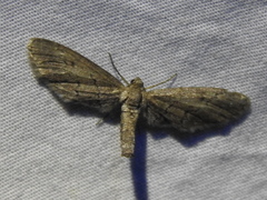 Glaucina erroraria