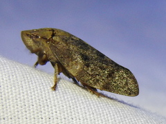 Cephisus variolosus