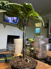 Aphelandra squarrosa