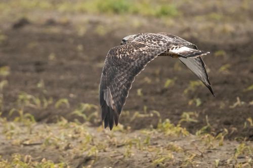 Rough-legged Hawk, photo 9 of 9