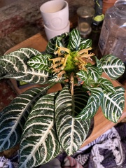 Aphelandra squarrosa