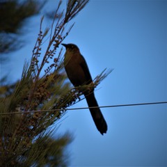 Quiscalus mexicanus