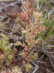 Crassula tetramera