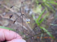 Dianella nigra