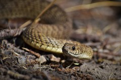 Patagonia Green Racer photo 3