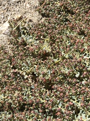 Euphorbia polycarpa