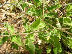 Mentzelia oligosperma