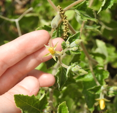 Mentzelia oligosperma