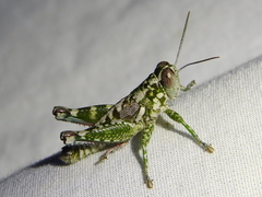 Phaulotettix