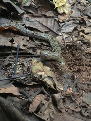 Stenorrhina degenhardtii