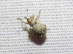Lignyodes transversus