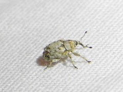 Lignyodes transversus