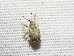 Lignyodes transversus