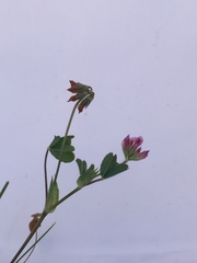 Trifolium bifidum