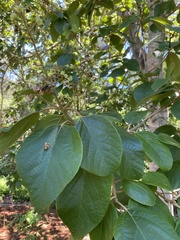 Gmelina leichhardtii