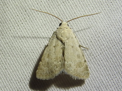 Leucocnemis perfundis