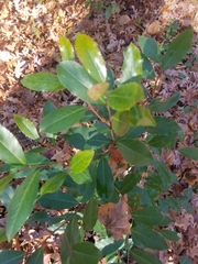 Prunus caroliniana