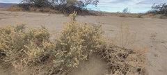 Atriplex canescens macilenta